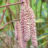 Corylus hybr. 'Rode Zellernoot'