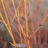 Cornus sang. 'Midwinter Fire'