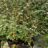 Cotoneaster franchetii