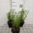 Coreopsis vert. 'Madras Magic'