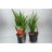 Crocosmia hybr. 'Babylon'