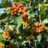 Crataegus lavallei 'Carrierei'