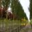 Crataegus mon. 'Stricta'