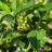 Crataegus pers. 'Splendens' (= crus-galli)