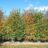 Crataegus pers. 'Splendens' (= crus-galli)