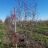 Crataegus pers. 'Splendens' (= crus-galli)