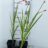 Crocosmia hybr. 'Red King'