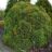 Cryptomeria jap. 'Globosa Nana'