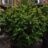 Cryptomeria jap. 'Vilmoriana'