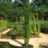 Cupressus semperv. 'Stricta' (=pyramidalis)