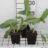 Cynara cardunculus (kardoen)