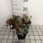 Cyclamen hed. 'Album' (= 'perlenteppich')