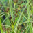 Cyperus longus