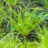 Cyperus pap. 'Perkamentus'