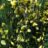 Cytisus scoparius