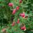 Cytisus (s) 'Burkwoodii'
