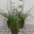 Deschampsia cesp. 'Palava'
