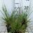Deschampsia cesp. 'Tauträger'