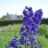 Delphinium (p) 'Black Knight'