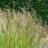Deschampsia cesp. 'Bronzeschleier'