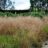 Deschampsia cesp. 'Goldschleier'