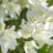 Deutzia grac. 'Nikko'