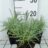 Dianthus (p) 'Albus Plenus'