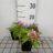 Dianthus barb. 'Nanus Compactus'
