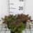 Dianthus delt. 'Leuchtfunk'