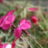 Dianthus gratianopolitanus (=caesius)
