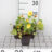 Doronicum orientale