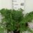 Dryopteris carthusiana