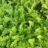 Dryopteris cristata