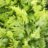 Dryopteris filix-mas