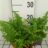Dryopteris f.-m. 'Crispa Cristata'
