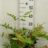 Dryopteris goldiana