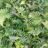 Dryopteris wallichiana