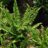 Dryopteris aff. 'Pinderi'