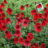 Echinacea purp. 'Eccentric'®