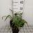 Echinacea purp. 'Flame Thrower'®
