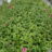 Echinacea purp. 'Pow Pow Wildberry'