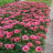 Echinacea purp. 'J.s.roho'®