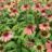 Echinacea purp. 'Summer Cocktail'®