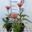 Echinacea purp. 'Sunseekers Salmon'