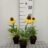 Echinacea purp. 'Sunseekers Yellow'