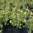 Elaeagnus pungens 'Maculata'