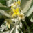 Elaeagnus angustifolia