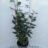 Elaeagnus ebb. 'Compacta'