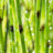 Equisetum fluviatile