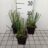 Equisetum hyemale